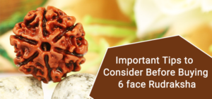 six face rudraksha benefits