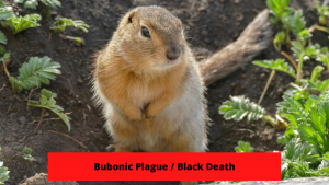 Bubonic Plague or Black Death Wikipedia, Cause, Symptoms, Treatment